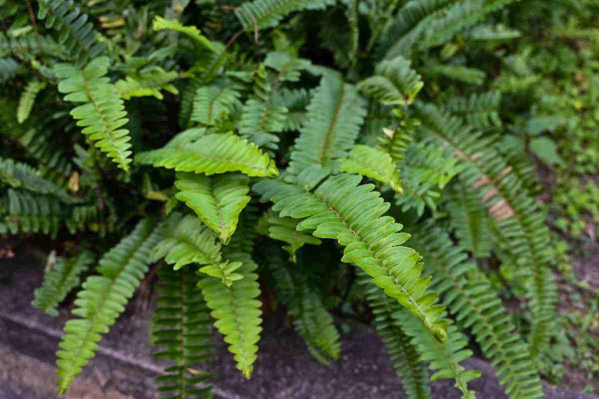 addio alla muffa in casa con questa pianta