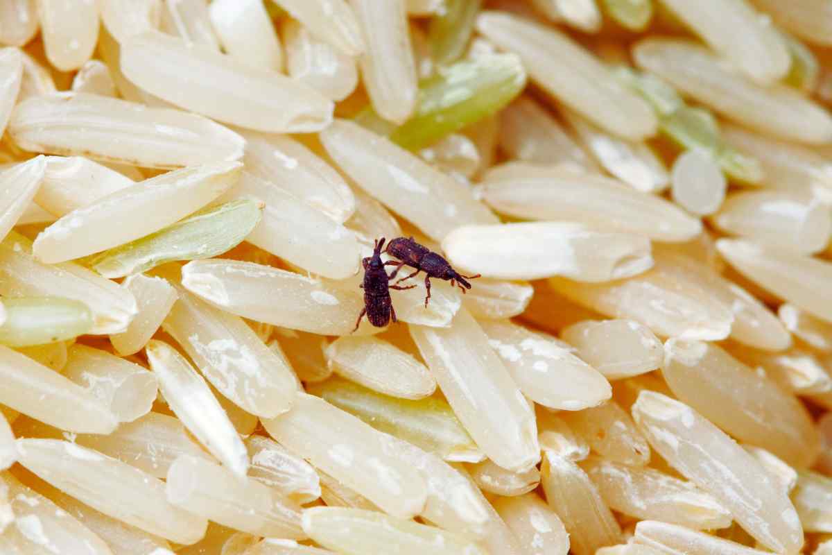 perché compaiono insetti nei pacchi di pasta e riso